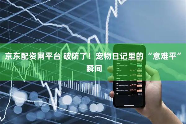 京东配资网平台 破防了！宠物日记里的 “意难平” 瞬间